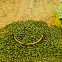 Hot sale!Small green mung bean,2.8-4.0mm types,best qualtiy